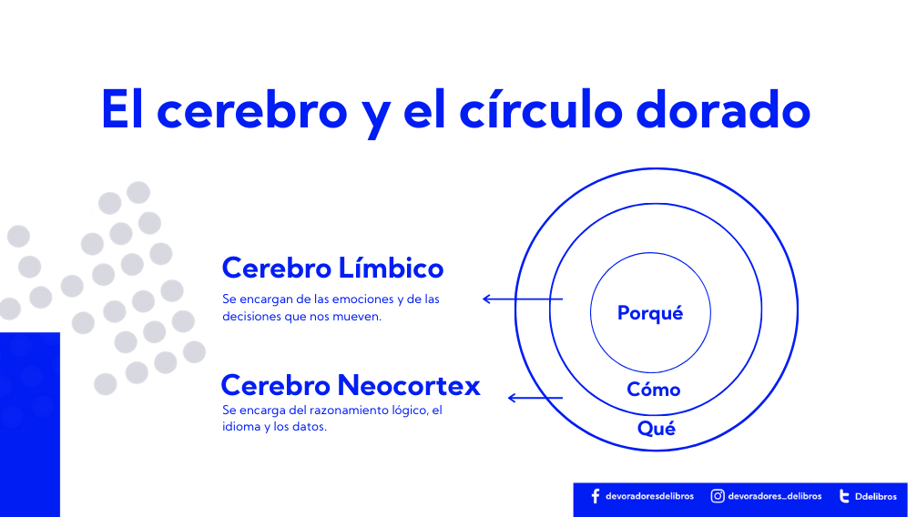 Circulo dorado funcionamiento cerebro
